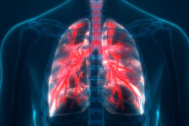 3D Illustration of Human Body Lungs