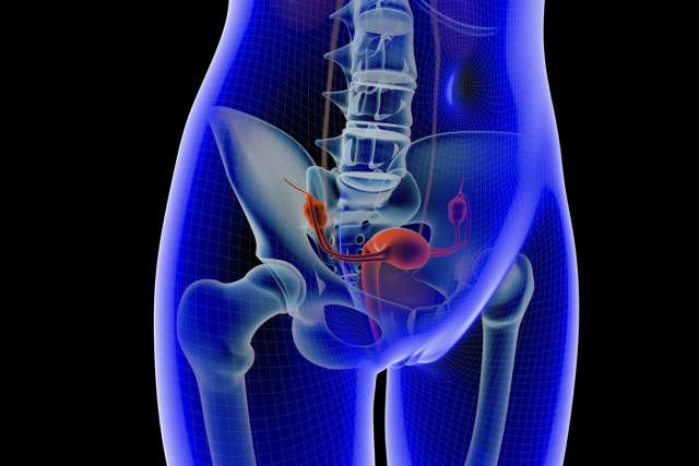 Illustration of human anatomy in pelvic area