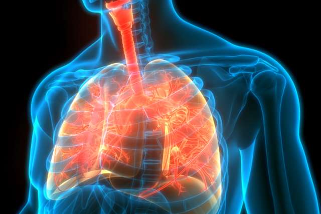 3D Illustration Concept of Human Respiratory System Lungs Anatomy