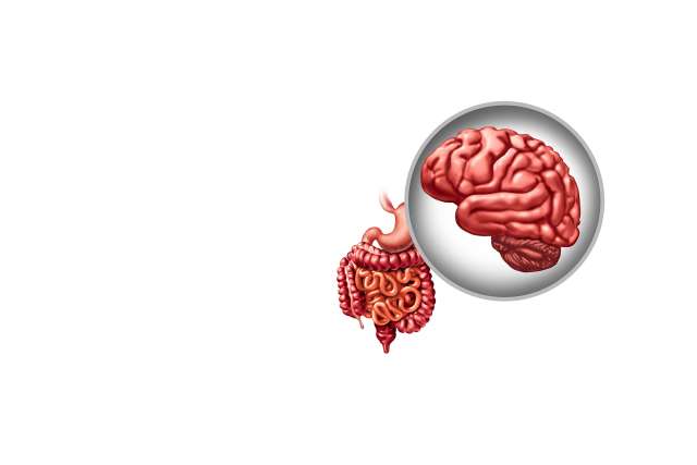 Illustration of brain and gut
