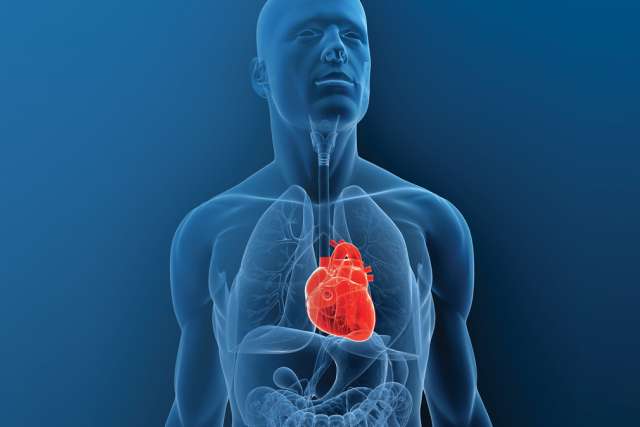 Illustration of human anatomy chest and torso area