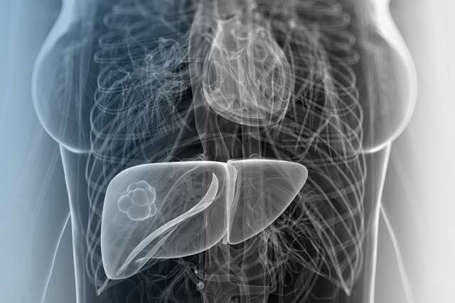 Translucent illustration of body displaying heart and liver