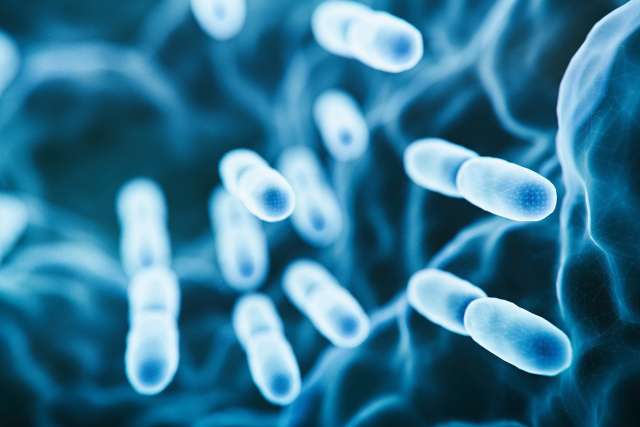 Microbiome lactobacillus