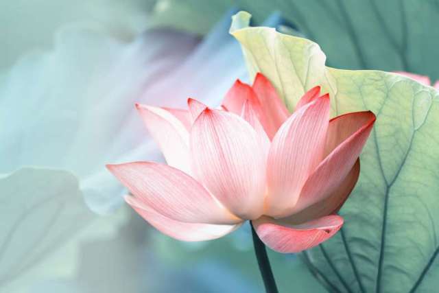 Delicate pink lotus flower surrounded by green leaves.