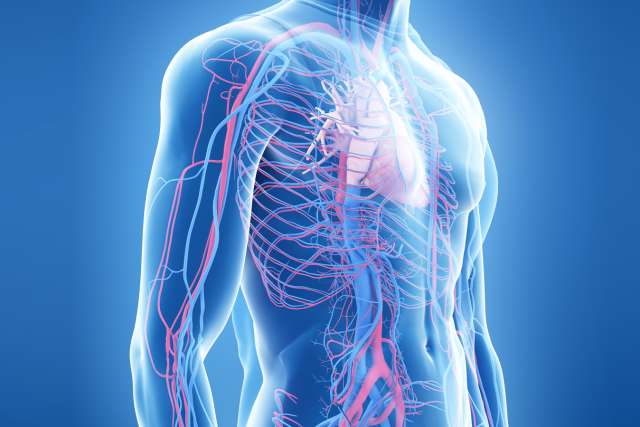 3d rendered medically accurate illustration of the human heart and vascular system