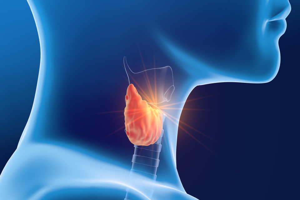 Thyroid gland, 3D illustration on blue background