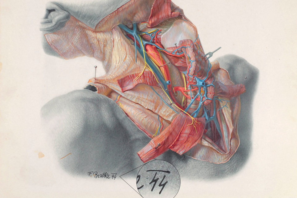 Medical illustration of the human neck, highlighting anatomical structures such as the throat, esophagus, and surrounding tissues for the Pernkopf atlas