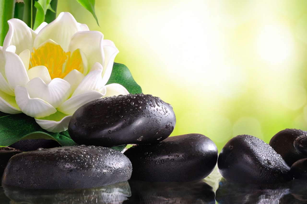Water lily on lots of black stones reflected in water in nature.