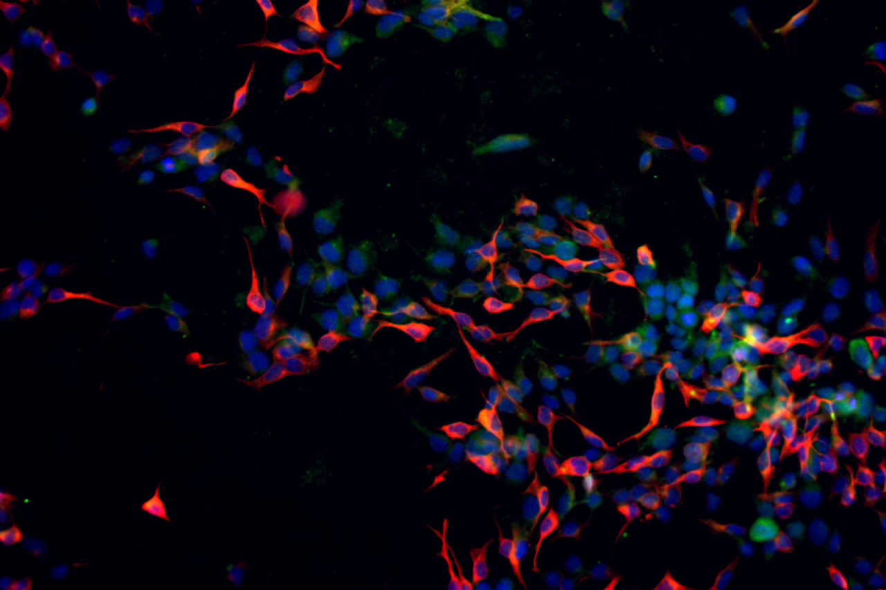 Colorful microscopic view of cells with vibrant red, green, and blue hues.