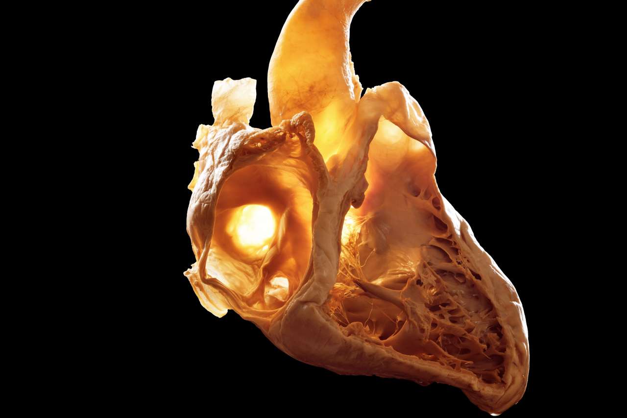 heart