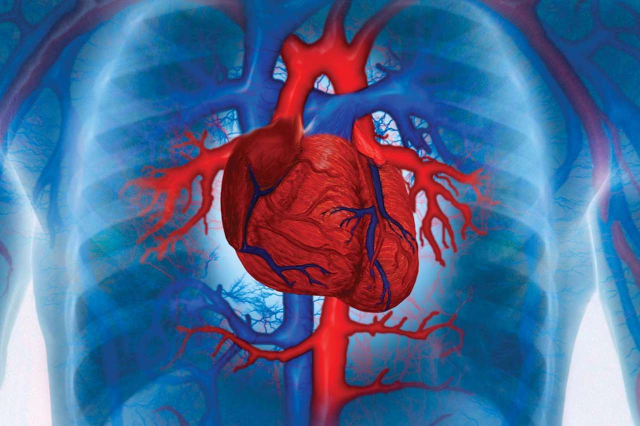 Heart illustration
