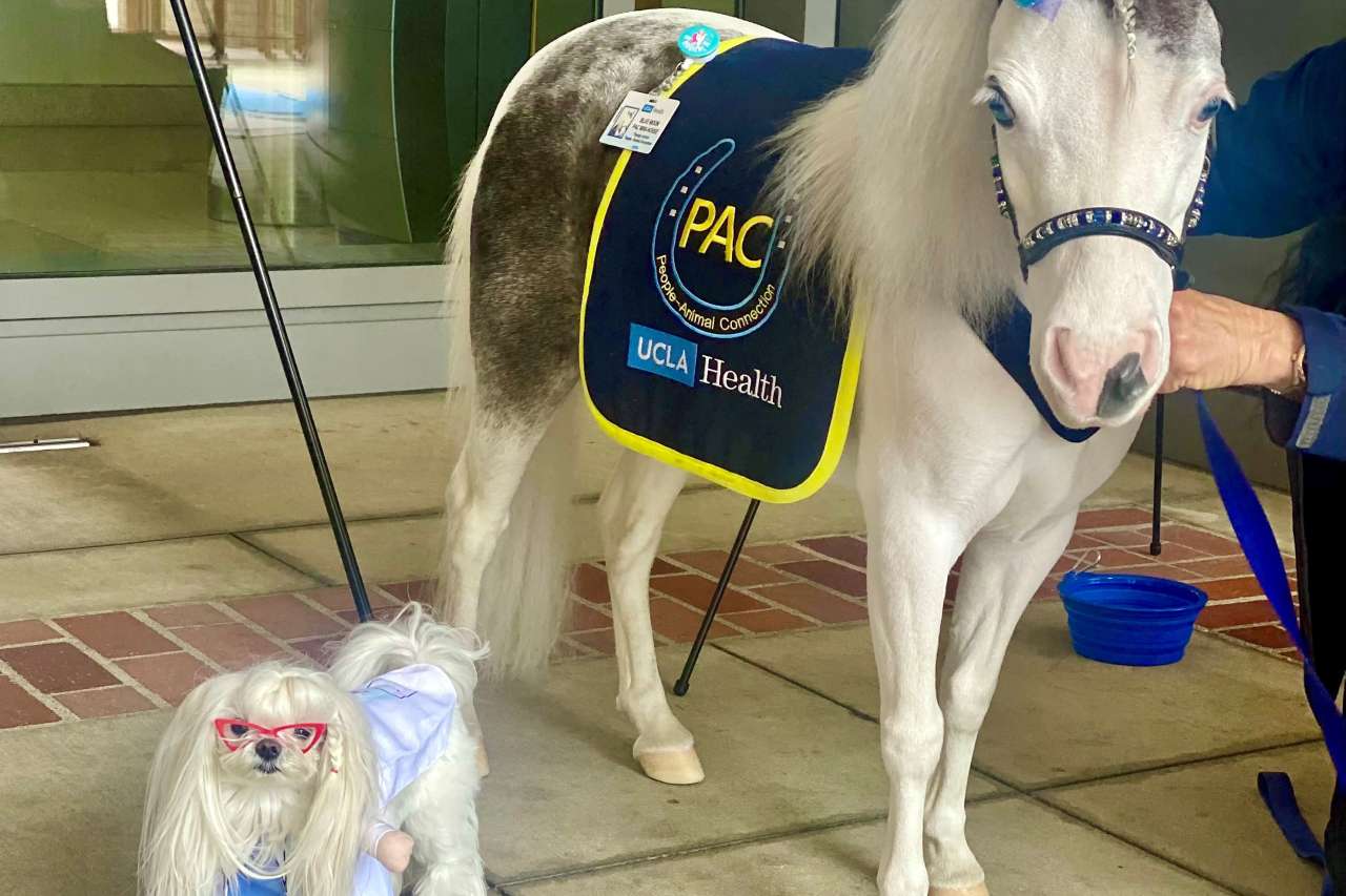 a miniature horse named Blue Moon next to a white small dog named Abby