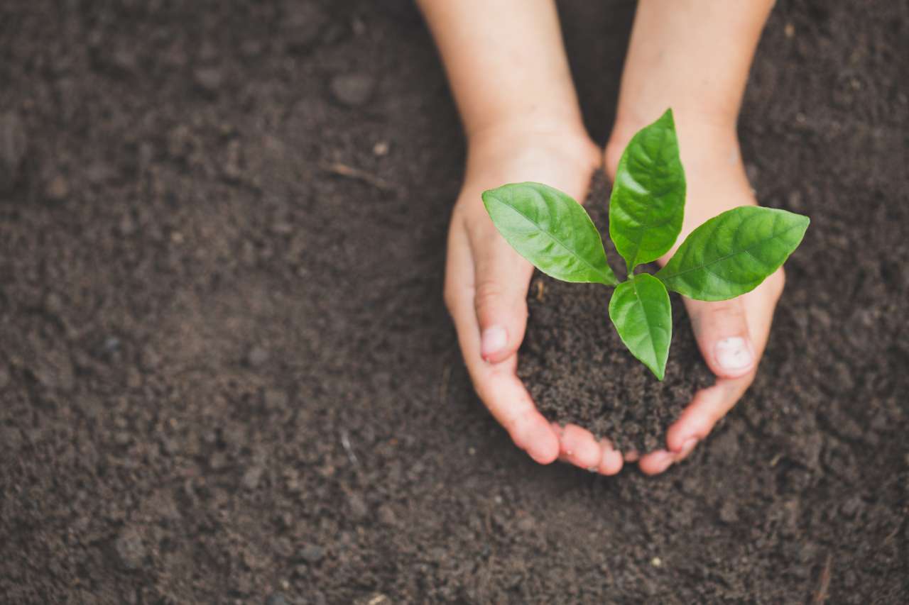 Hand holding a plant in dirt