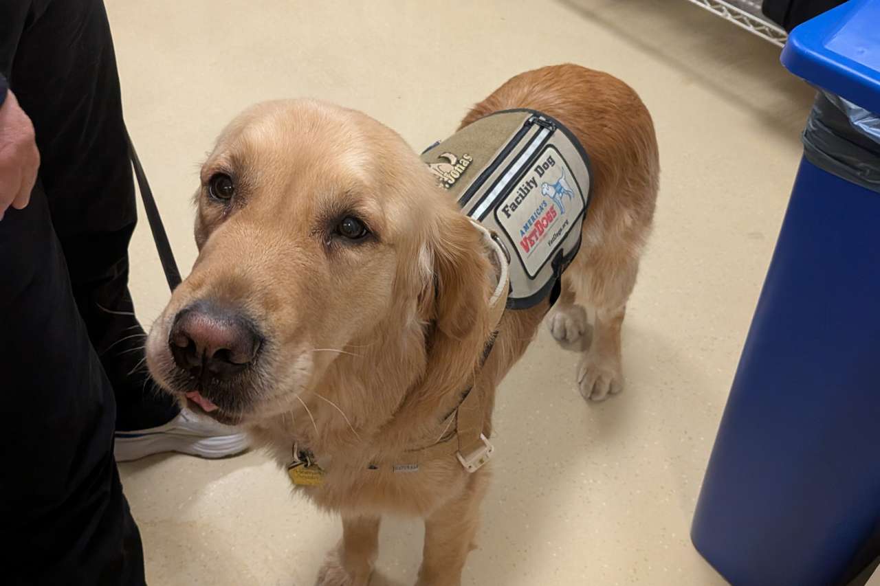 Golden retriever service dog with vest on