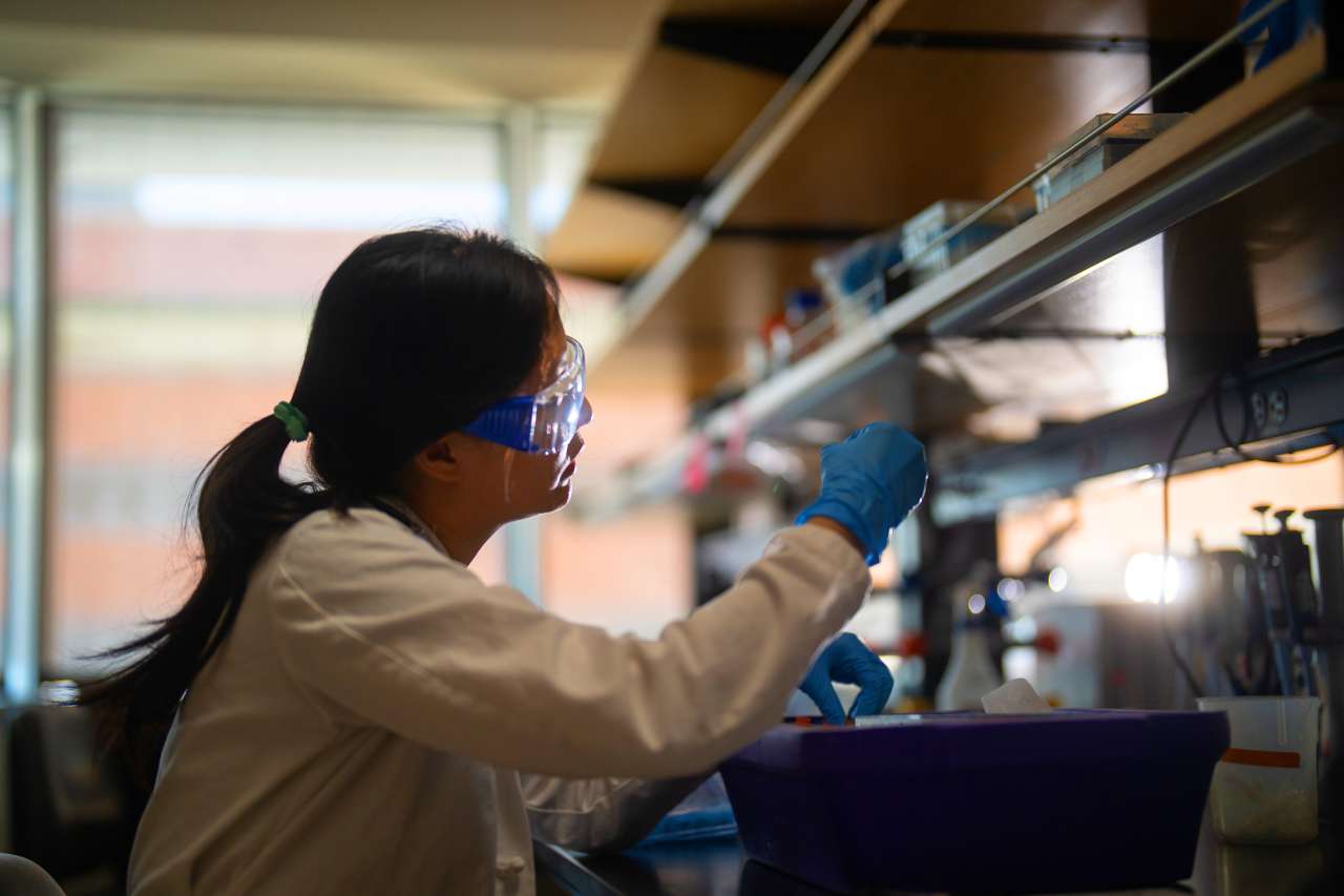 Young researcher in the lab of UCLA's Dr. Antoni Ribas