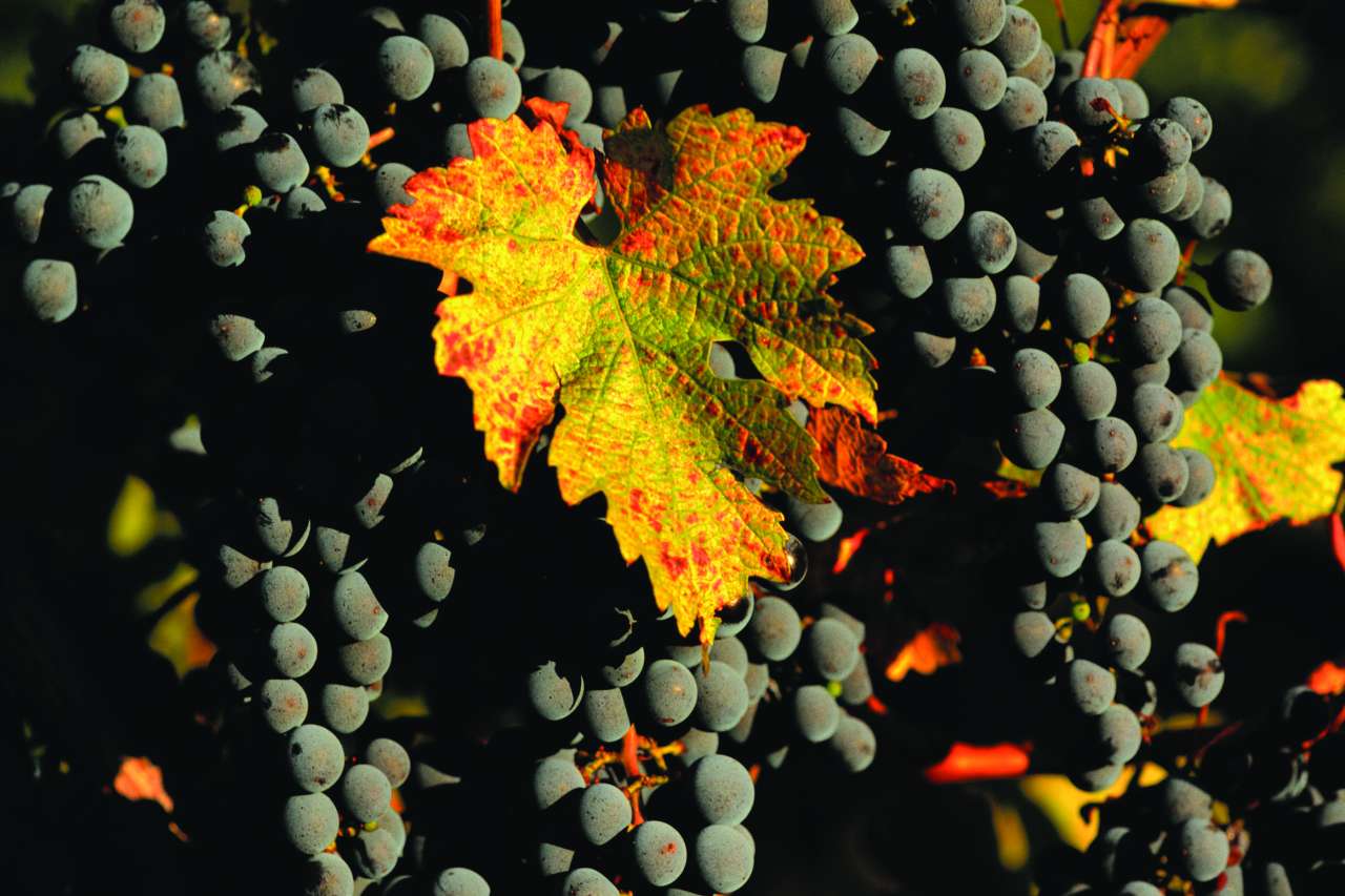 Dark purple grapes hanging on a vine outdoors