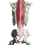 Paraspinal Muscles