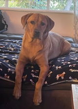 Robert Briel Golden Retriever dog, Fletcher