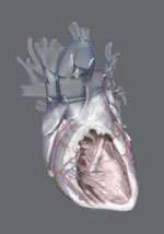 Image of a heart