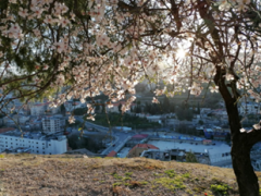 Cherry blossoms tree blooming with Zahle, a Lebanese town in the background.
