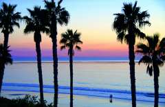 Picture of palm trees on the beach during sunset