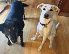 DAPM Jennifer Katsura's dogs