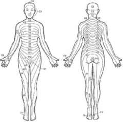 "Dermatome Map" showing skin innervations of the nerver roots