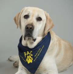 Pac Dog Bear