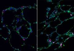 Two microscopic images showing bioengineered lung-like tissue structures in vibrant colors.