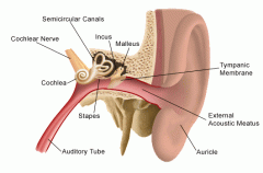 Ear Anatomy Illustration