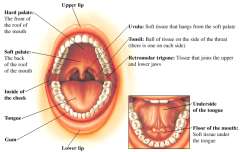 Illustration of the mouth and lungs