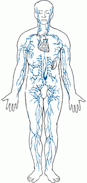 Lymphatic System