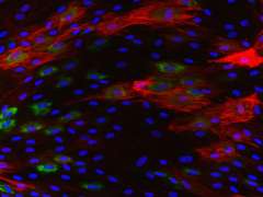 Zheng Lab Microscopic Photo 1 of 3