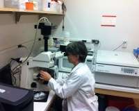microscope