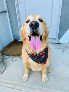 Emma Huebner, MD, CA-3's dog