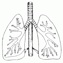 lungs