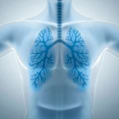 lungs