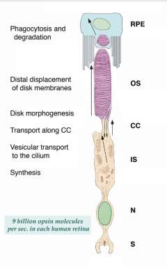 Opsin Image