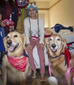 Therapy dogs working