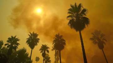 sunset with palm trees