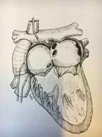 Ink drawing of the heart