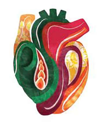 Illustration of a heart - -Logo for South Asian Heart Health Program