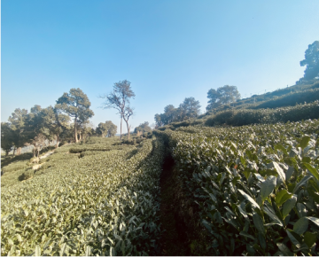 Longjing Tea Plantation hiking