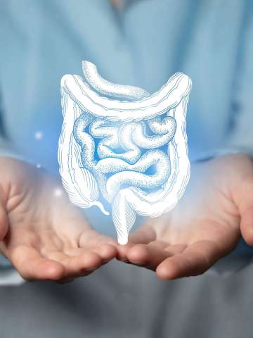Hands holding a translucent illustration of a human intestine.