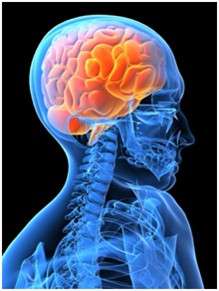brain image