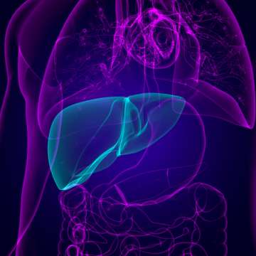 Hepatology Liver