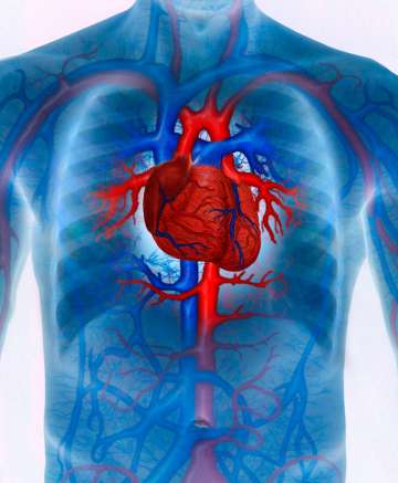 Man with enhanced cardiovascular system