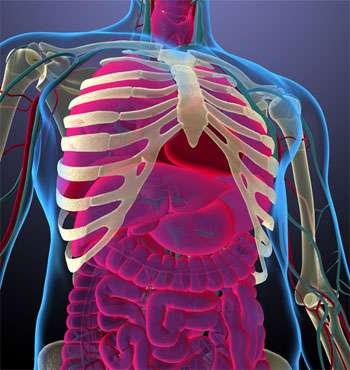 Anatomical illustration showing human torso with organs and skeletal structure.