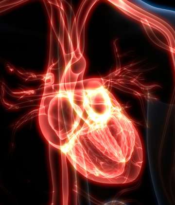 3D Illustration of Human Heart Anatomy