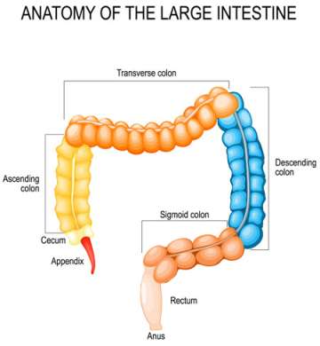 Illustration of large intestine